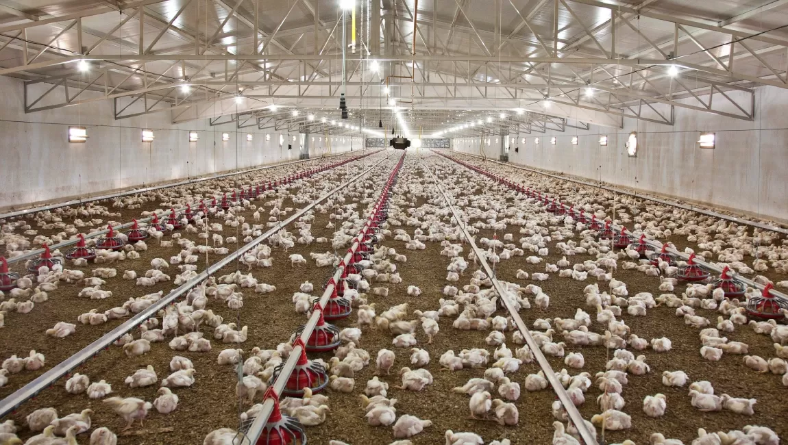 Buildings made of metal structures in the agro‑industrial complex